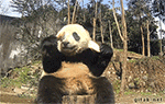 打蛋沙雕表情包4