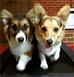 生氣表情包黑人7