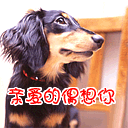 經典表情包大全小貓12