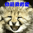 經典表情包大全小貓10
