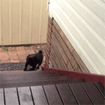 10張middot的GIF表情10