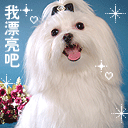 個性t恤表情包12