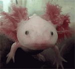 10張沙雕的微信表情1