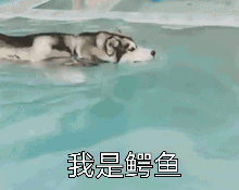 喜怒哀樂動物表情2
