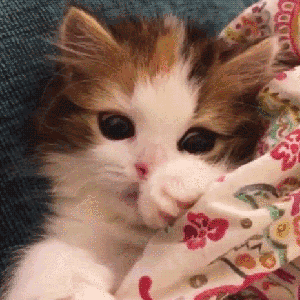 jojo第七部沙雕表情包1