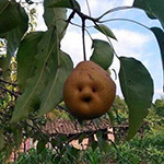 聊天表情的摳鼻是什么意思9