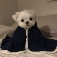 播放可愛女頭像9