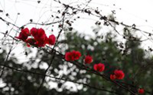 英語有關(guān)教師節(jié)的祝福語譯文