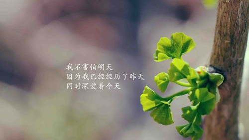 楊麗萍廣場舞小目標mp3